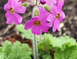 Hardy Primrose, Primula Kisoana
Shutterstock.com
New York, NY