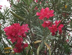 Hardy Red Oleander, Red Flowering Oleander
Shutterstock.com
New York, NY