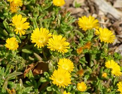 Hardy Yellow Iceplant, Delosperma Nubigenum
Shutterstock.com
New York, NY
