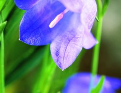 Harebell, Native Wildflower, Rocky Mountains
Garden Design
Calimesa, CA