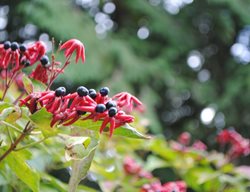 Harlequin Glorybower, Clerodendrum Trichotomum
Garden Design
Calimesa, CA