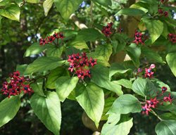 Harlequin Glorybower Tree, Clerodendrum Trichotomum
Shutterstock.com
New York, NY