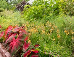 Harry P Leu Botanical Garden
Garden Design
Calimesa, CA