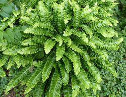 Hart's Tongue Fern, Asplenium Scolopendrium
Shutterstock.com
New York, NY