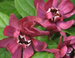 Hartlage Wine Sweetshrub, Calycanthus Raulstonii
Spring Meadow Nursery
Grand Haven, MI
