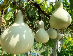 Harvest Apples, Pumpkins, Gourds & More
Garden Design
Calimesa, CA