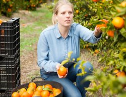 Harvest Citrus
Garden Design
Calimesa, CA