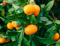 Harvest Mandarins & Other Citrus As It Ripens
Garden Design
Calimesa, CA