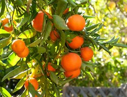 Harvest Oranges & Other Citrus
Garden Design
Calimesa, CA
