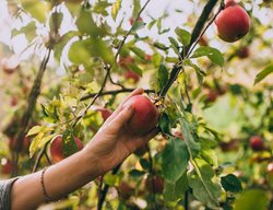 Harvest Produce
Garden Design
Calimesa, CA