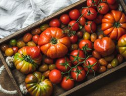 Harvest Tomatoes
Garden Design
Calimesa, CA