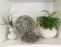 Haute Houseplants
Garden Design
Calimesa, CA