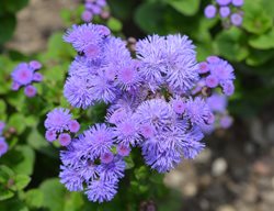 Hawaii Blue Floss Flower, Ageratum Houstonianum, Blue Floss Flower
Shutterstock.com
New York, NY