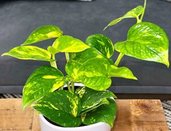 Hawaiian Pothos, Epipremnum Aureum
Proven Winners
Sycamore, IL