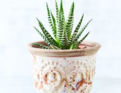 Haworthia Attenuata, Easy Indoor Plant
Shutterstock.com
New York, NY