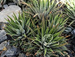 Haworthia, Haworthia Fasciata, Striped Succulent
Shutterstock.com
New York, NY