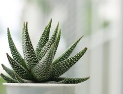 Haworthia, Succulent Houseplant
Shutterstock.com
New York, NY