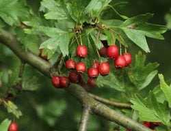 Hawthorn Tree Berries
Shutterstock.com
New York, NY