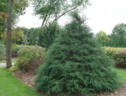 Haywire False Cypress, Chamaecyparis Lawsoniana
Proven Winners
Sycamore, IL