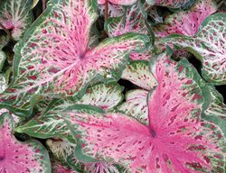Heart And Soul Caladium, Pink And Green Leaves, Tropical Houseplant
Proven Winners
Sycamore, IL