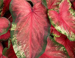 Heart's Delight Caladium, Red And Green Leaves, Elephant Ear
Proven Winners
Sycamore, IL