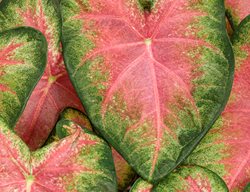 Heart To Heart Rose Glow Caladium, Caladium Plant
Proven Winners
Sycamore, IL