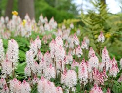 Heartleaf Foamflower, Tiarella Cordifolia
Shutterstock.com
New York, NY