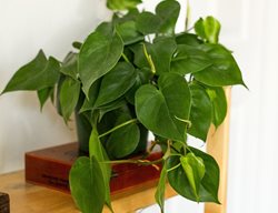 Heartleaf Philodendron, Philodendron Hederaceum
Ivy May
Escondido, CA