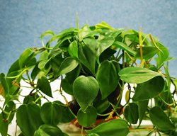 Heartleaf Philodendron
Shutterstock.com
New York, NY