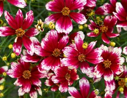 Heartstrings Threadleaf Coreopsis, Threadleaf Coreopsis
Proven Winners
Sycamore, IL