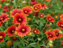 Heat It Up Scarlet Gaillardia, Blanket Flower
Proven Winners
Sycamore, IL