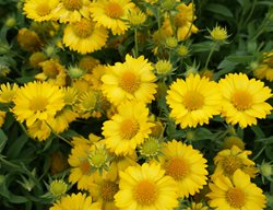 Heat It Up Yellow Gaillardia, Yellow Blanket Flower
Proven Winners
Sycamore, IL