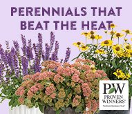 Heat-Tolerant Perennials
Proven Winners
Sycamore, IL