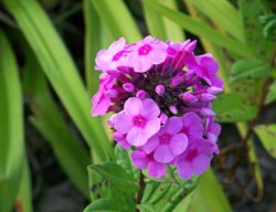 Heat Tolerant Phlox, Robert Poore
Shutterstock.com
New York, NY