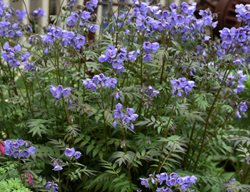 Heaven Scent Polemonium, Jacob's Ladder Plant
Proven Winners
Sycamore, IL