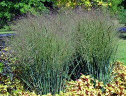 Heavy Metal Switchgrass, Panicum Virgatum
Millette Photomedia
