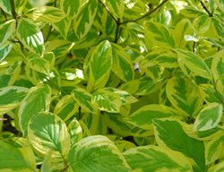 Hedgerows Gold Red Twig Dogwood, Cornus Sericea
Shutterstock.com
New York, NY