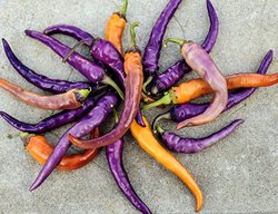 Heirloom Peppers
Garden Design
Calimesa, CA