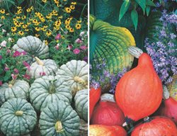 Heirloom Squash, Jarrahdale, Red Kuri
Garden Design
Calimesa, CA