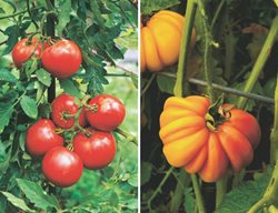 Heirloom Tomatoes, Eva Purple Ball, Yellow Ruffled
Garden Design
Calimesa, CA