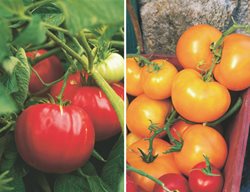 Heirloom Tomatoes, Soldacki, Russian Persimmon
Garden Design
Calimesa, CA