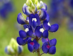 Heisch-Randylupinus-Texensis
Garden Design
Calimesa, CA