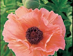 Helen Elizabeth
Garden Design
Calimesa, CA