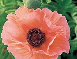 Helen Elizabeth
Garden Design
Calimesa, CA