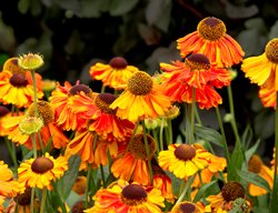 Helenium Mardi Gras 
Garden Design
Calimesa, CA