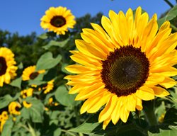 Helianthus, Yellow Flower
Pixabay

