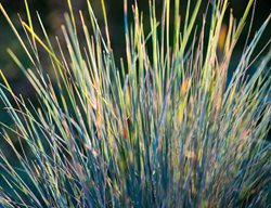 Helictotrichon Sempervirens, Blue Oat Grass
Garden Design
Calimesa, CA