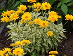 Heliopsis Bit Of Honey False Sunflower
Proven Winners
Sycamore, IL