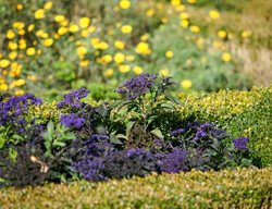 Heliotrope With Yellow Flowers, Heliotrope In Landscape
Shutterstock.com
New York, NY