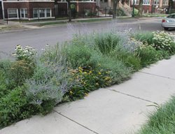 Hell Strip Garden
Fieldwork Design Group
IL